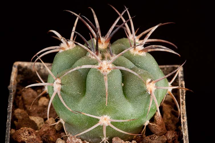 Gymnocalycium catamarcense f. belenense P 73c